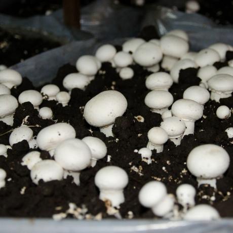 Jamur tumbuh di tanah di ruangan gelap