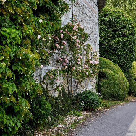 La imagen muestra la pared lateral de una casa, desgastada y texturizada, tomada desde el borde de la carretera. Una rosa trepadora y una hortensia cubren las paredes. Preciosos setos recortados más allá. Tomada en la primavera del 28 de junio de 2023 cerca de Salisbury, Wiltshire, Reino Unido.