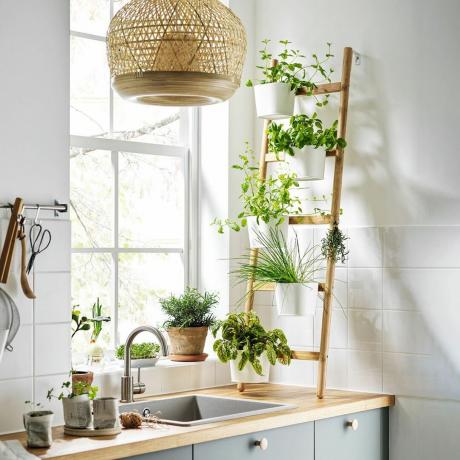 Studiul dezvăluie că plantele de apartament elimină toxinele din aerul unei case