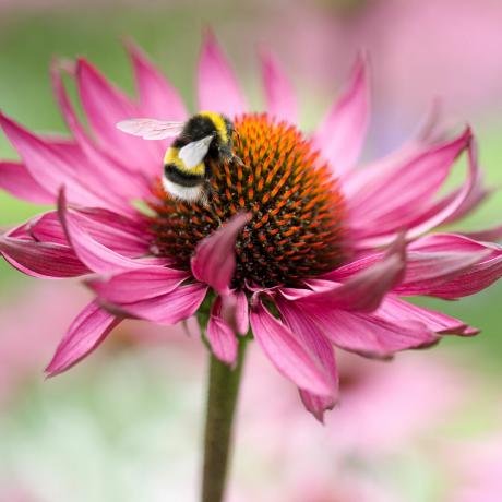 Hur man gör ett bihotell - det bästa sättet att välkomna bin till din trädgård