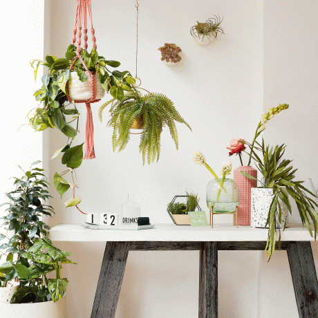 Schreibtisch mit hängenden Zimmerpflanzen