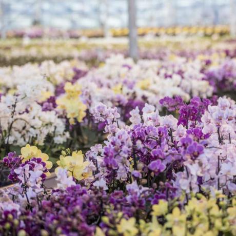 Táto cenovo dostupná kvetina sa má stať najhorúcejším trendom roku 2019 - ale uhádnete, čo to je?