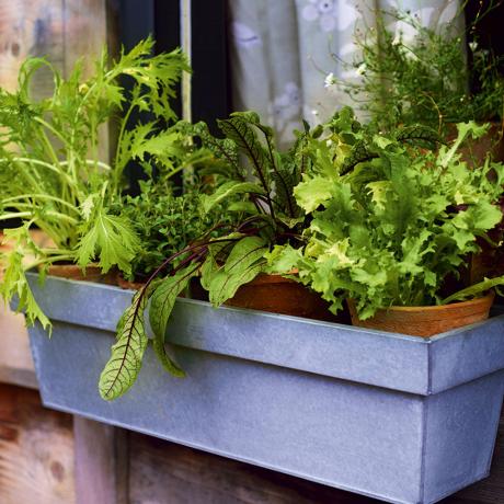 Salat anbauen: Salatblätter für diesen Sommer