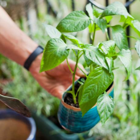 pepperplante som vokser i potte utenfor