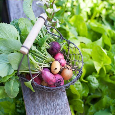 Пресни репички в метална кошница, разположени на фона на зеленчукова градина