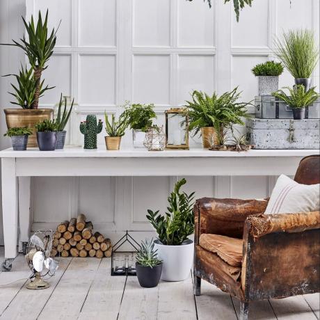 Nápady na pokojové rostliny, které inspirují kreativní zeleň a zeleň v interiéru