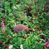 Kako narediti svoj vrt bolj prijazen do ježkov