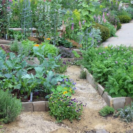 Krásne zeleninové pozemky na výstave kvetov RHS Chelsea