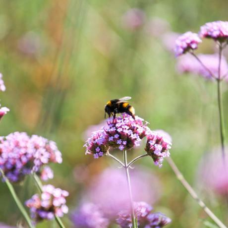 Seekor lebah mengumpulkan serbuk sari dari vervain Purpletop