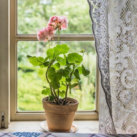 En lyserød geranium, der sidder i vindueskarmen i et bondehus, med blondegardin synligt