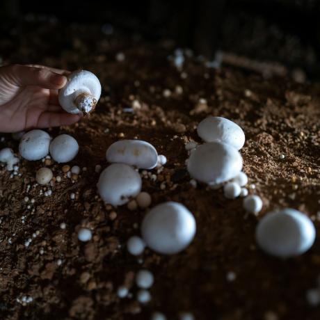 Pessoa colhendo cogumelos do solo em quarto escuro