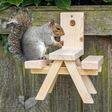 esquilo em uma mesa de piquenique de esquilo em uma cerca - etsy