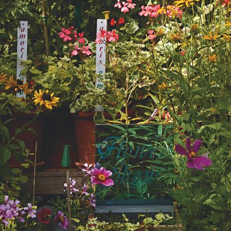 כיצד להשתמש בצבעים עתירי תכשיט בגינה שלך הקיץ