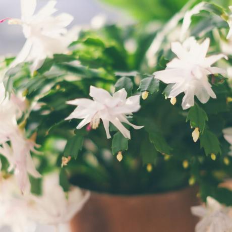 植木鉢に開花ホワイト クリスマス サボテン シュルンベルジェラ truncata 観葉植物をクローズ アップ