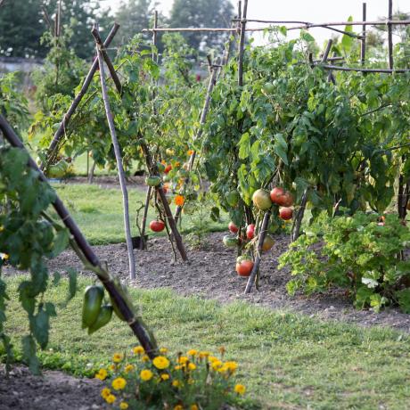 tomatplantor på tilldelning