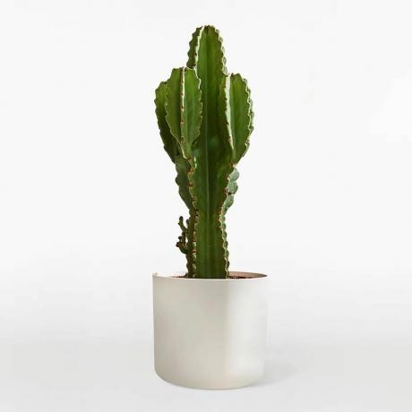 Kaktus v bílém květináči na bílém pozadí.