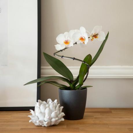 Valkoinen orkidea mustassa ruukussa
