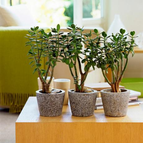 Izbové rastliny nenáročné na starostlivosť - Nápady na izbové rastliny - Trendy izbových rastlín