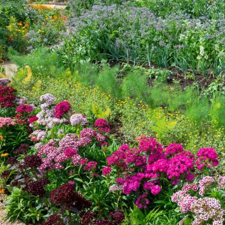 Variedade de planta de jardinagem e canteiro de flores
