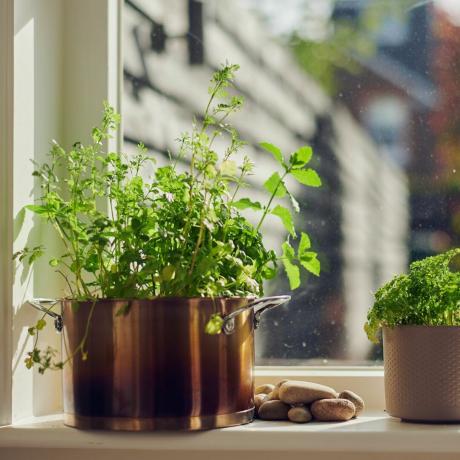 Korianderplante og urter i vindueskarmen