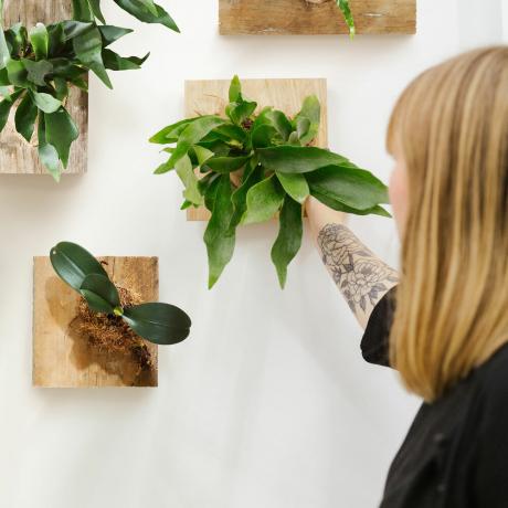DIY-botanisk-väggkonst