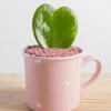 Hoya kerrii Pflege: So pflegen Sie die Sweetheart-Pflanze