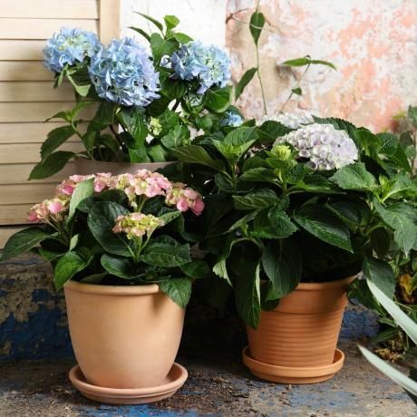 Trys vazoniniai hortenzijų augalai