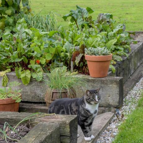 Pręgowany kot stojący w pobliżu podwyższonych grządek w jesiennym ogrodzie warzywnym