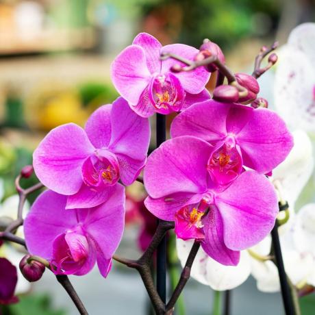 Pink orkideer