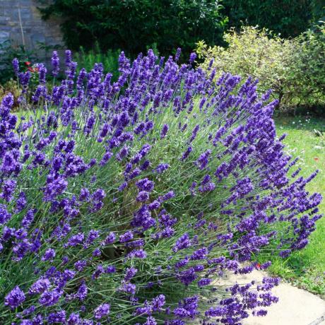 Cara menyebarkan lavender: isi perbatasan Anda secara gratis