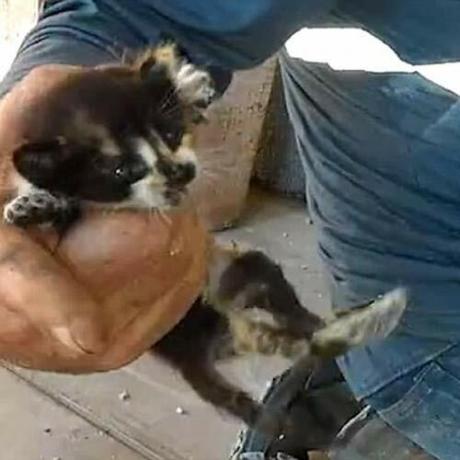 Kleine kittens gered van onder betonnen vloer