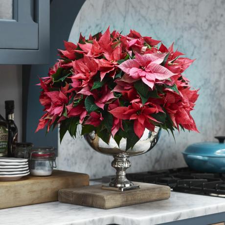 Cómo cuidar una flor de pascua: consejos de expertos y consejos sobre cómo cuidar la planta navideña favorita de todos