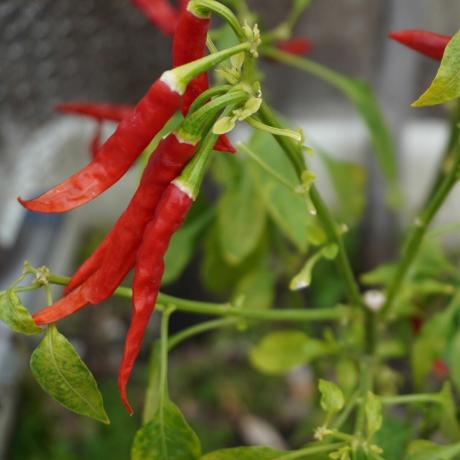 Detail rostliny chilli