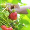 Aardbeien in potten kweken - een gids om u te helpen uw eigen aardbeien te kweken