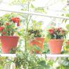 Geriausios daržovės auginti vazonuose: 8 paprasti variantai