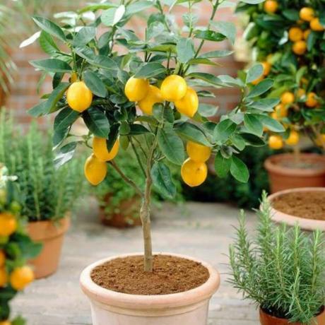 2-3ft 4 årstider citrontræ | Podet ministamme | 5L gryde