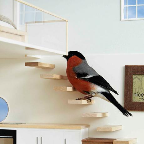 Una vez que haya atraído a los pájaros a su jardín, ellos podrán disfrutar de todas las comodidades hogareñas de una vida de lujo. incluyendo subir la escalera flotante y mirar por las ventanas a dos aguas Solent News / Rex Características