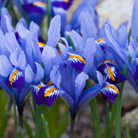 Blauw-paarse irissen close-up