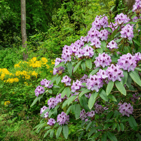 rododendronid aias