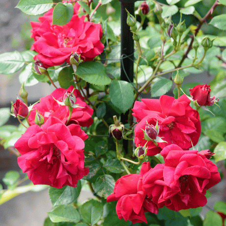 rosas en el jardín
