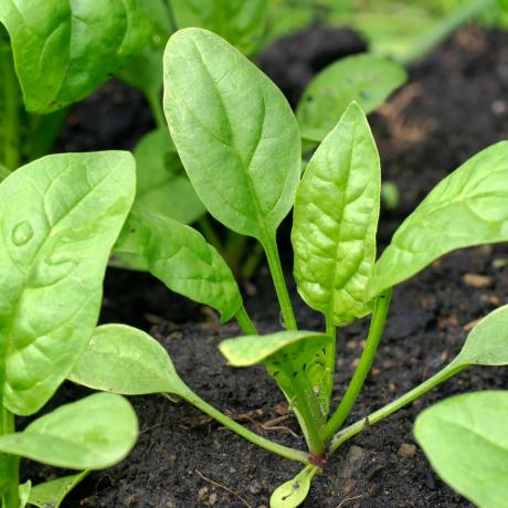 Răsad de spanac care crește în sol