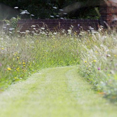 sementes de grama selvagem em um jardim com um caminho - sementes de grama online