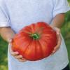 Sådan gør du din hjemmelavede tomat til en rekordbrud