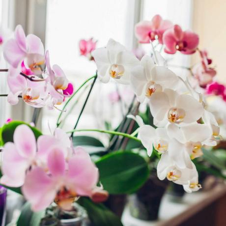 várias orquídeas crescendo em vasos no parapeito de uma janela