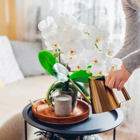 regando uma orquídea cultivada dentro de casa