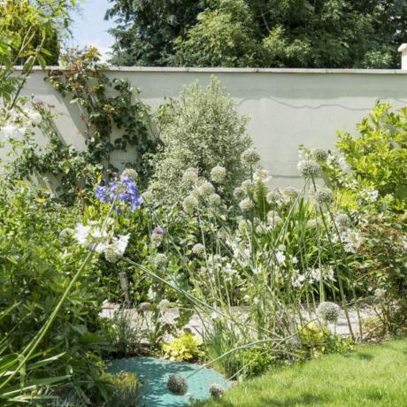 Valkoisen seinän vieressä oleva kukkapenkki, jossa on kypsiä pensaita, allium- ja agapanthus-kukkia. Entinen kalteva puutarha, uusittu ja rivitalo mökkipuutarha kylässä Dorsetissa, Judith ja Michael Rustin kotikylässä.
