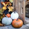 秋のインテリアにぴったりのかぼちゃを新鮮に保つ8つの方法