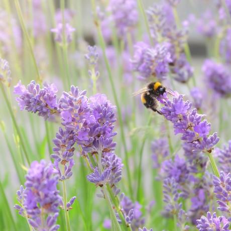 Biene auf einem Lavendelstiel in einem Garten - Getty Images 