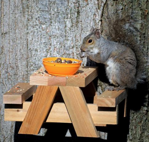 banc de pique-nique écureuil