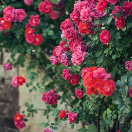 Popínavé růže v zahradě